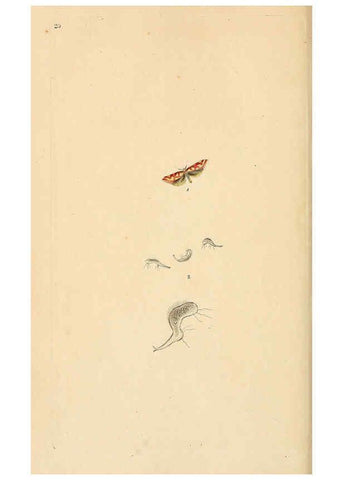 Reproducción/Reproduction 6070537046: The natural history of British insects. v.1. London :Printed for the author, and for F. and C. Rivington,1792-1813