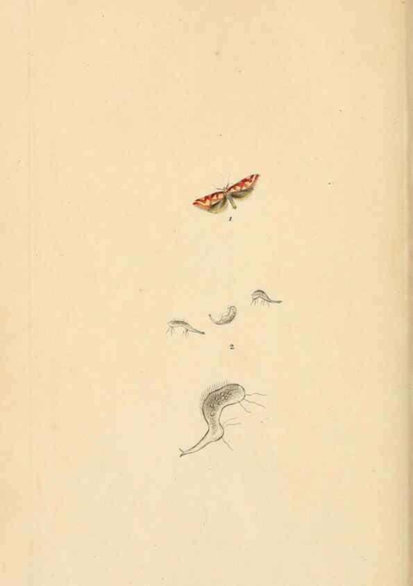Reproducción/Reproduction 6070537046: The natural history of British insects. v.1. London :Printed for the author, and for F. and C. Rivington,1792-1813
