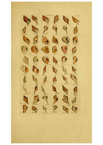 Reproducción/Reproduction 6073225704: Index testaceologicus London,Willis and Sotheran,1856