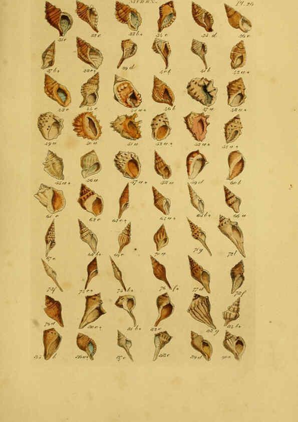 Reproducción/Reproduction 6073225704: Index testaceologicus London,Willis and Sotheran,1856