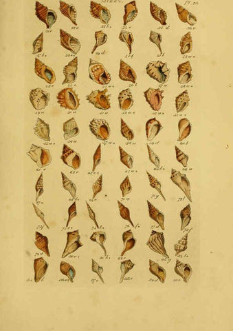 Reproducción/Reproduction 6073225704: Index testaceologicus London,Willis and Sotheran,1856