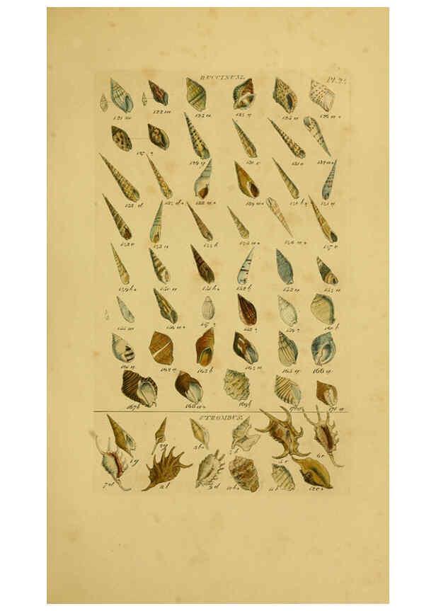 Reproducción/Reproduction 6072683815: Index testaceologicus London,Willis and Sotheran,1856