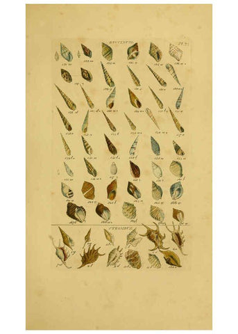 Reproducción/Reproduction 6072683815: Index testaceologicus London,Willis and Sotheran,1856