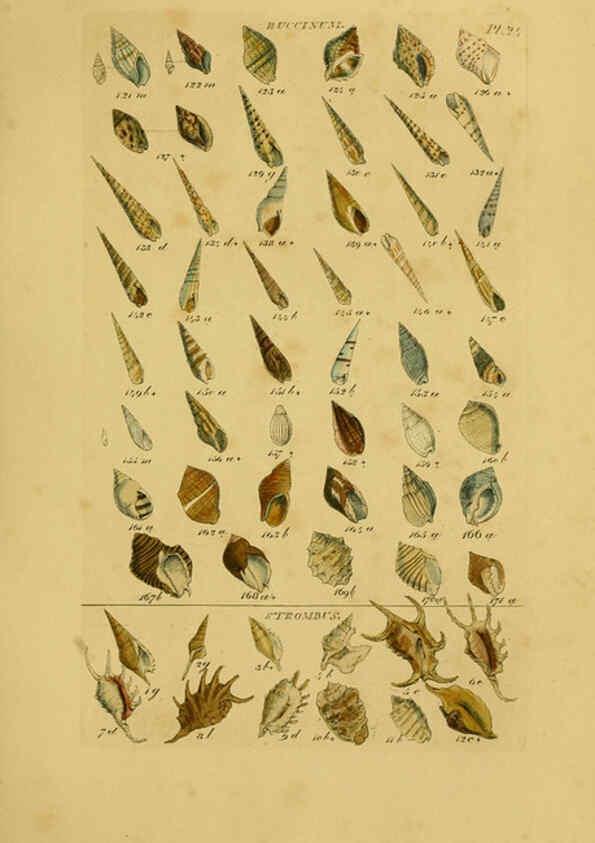 Reproducción/Reproduction 6072683815: Index testaceologicus London,Willis and Sotheran,1856