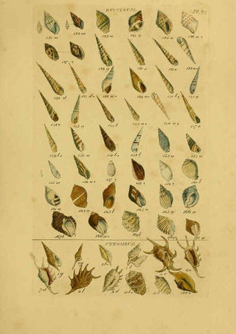 Reproducción/Reproduction 6072683815: Index testaceologicus London,Willis and Sotheran,1856