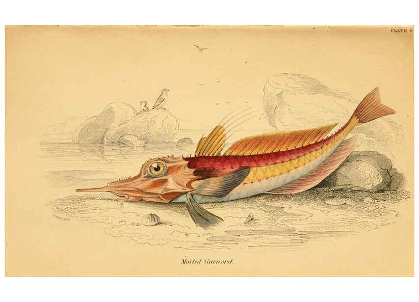 Reproducción/Reproduction 6073106286: The natural history of British fishes. v.1. Edinburgh,W. H. Lizars; [etc.]1843