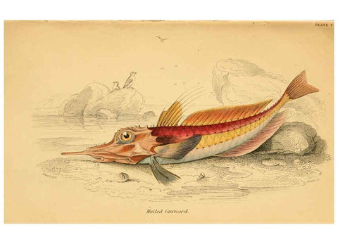 Reproducción/Reproduction 6073106286: The natural history of British fishes. v.1. Edinburgh,W. H. Lizars; [etc.]1843