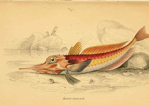 Reproducción/Reproduction 6073106286: The natural history of British fishes. v.1. Edinburgh,W. H. Lizars; [etc.]1843