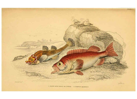 Reproducción/Reproduction 6072564911: The natural history of British fishes. v.1. Edinburgh,W. H. Lizars; [etc.]1843