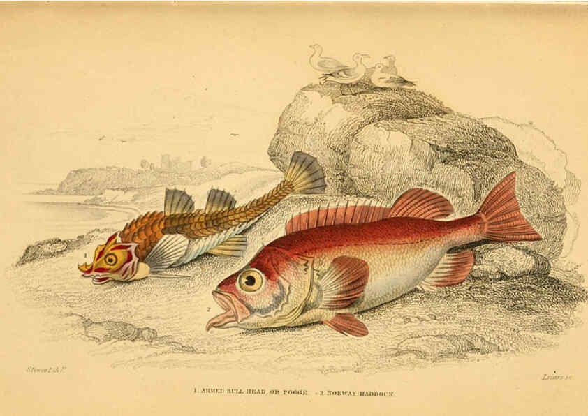 Reproducción/Reproduction 6072564911: The natural history of British fishes. v.1. Edinburgh,W. H. Lizars; [etc.]1843