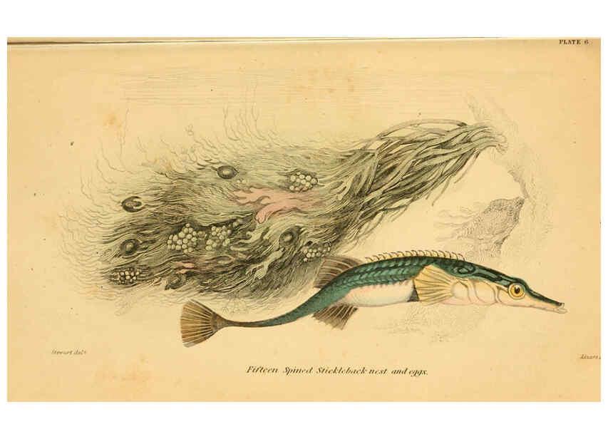 Reproducción/Reproduction 6072565077: The natural history of British fishes. v.1. Edinburgh,W. H. Lizars; [etc.]1843