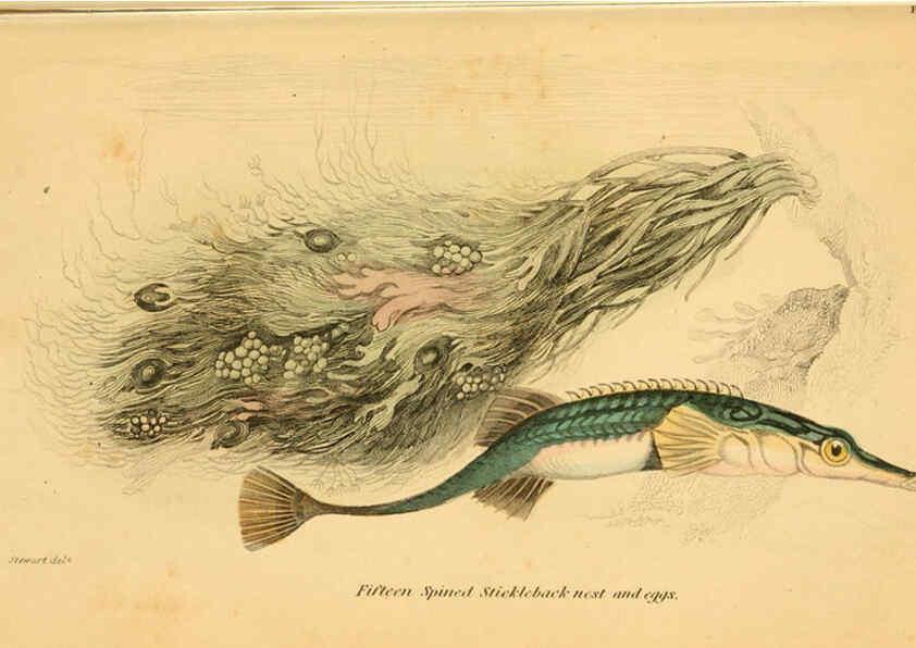 Reproducción/Reproduction 6072565077: The natural history of British fishes. v.1. Edinburgh,W. H. Lizars; [etc.]1843
