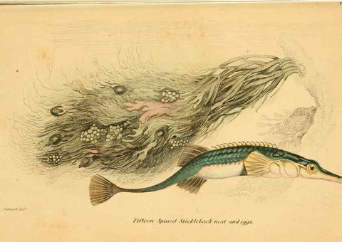 Reproducción/Reproduction 6072565077: The natural history of British fishes. v.1. Edinburgh,W. H. Lizars; [etc.]1843