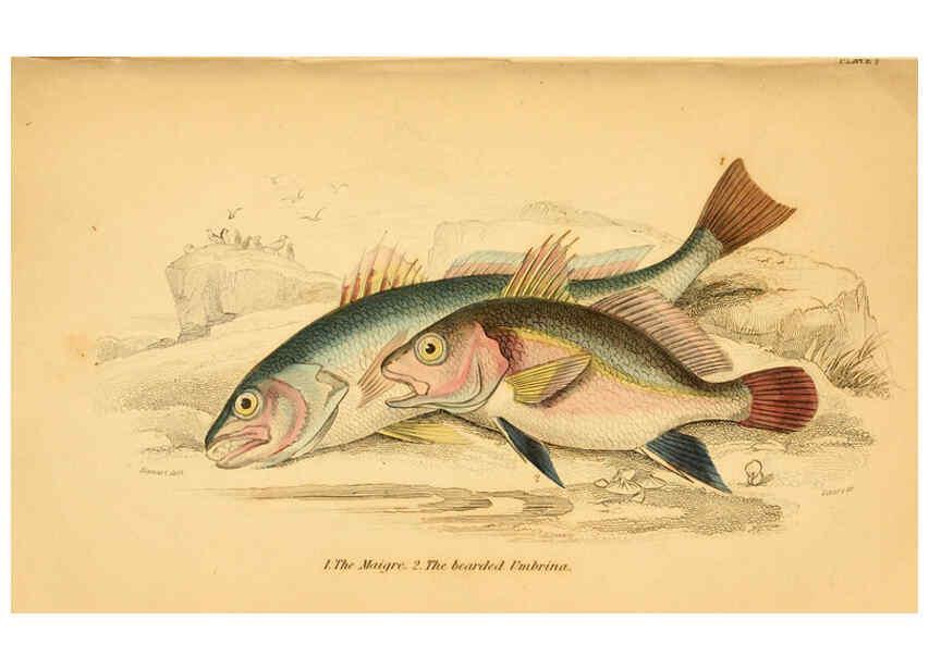 Reproducción/Reproduction 6073106940: The natural history of British fishes. v.1. Edinburgh,W. H. Lizars; [etc.]1843