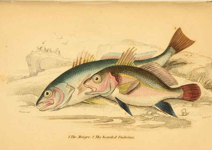 Reproducción/Reproduction 6073106940: The natural history of British fishes. v.1. Edinburgh,W. H. Lizars; [etc.]1843