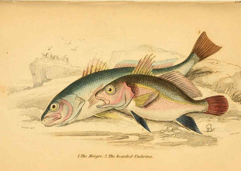 Reproducción/Reproduction 6073106940: The natural history of British fishes. v.1. Edinburgh,W. H. Lizars; [etc.]1843