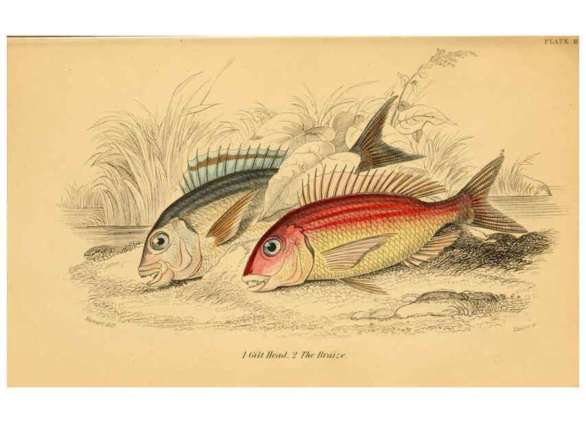 Reproducción/Reproduction 6073107210: The natural history of British fishes. v.1. Edinburgh,W. H. Lizars; [etc.]1843