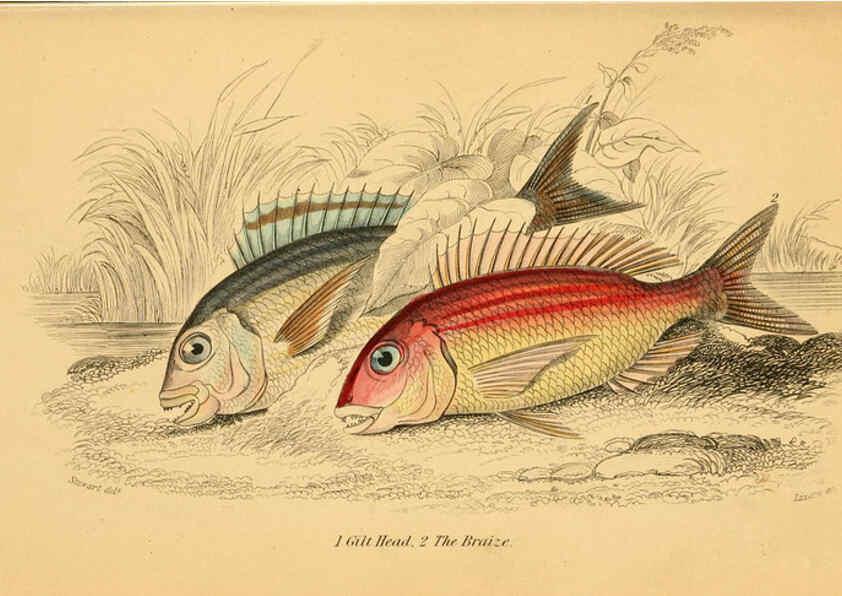 Reproducción/Reproduction 6073107210: The natural history of British fishes. v.1. Edinburgh,W. H. Lizars; [etc.]1843