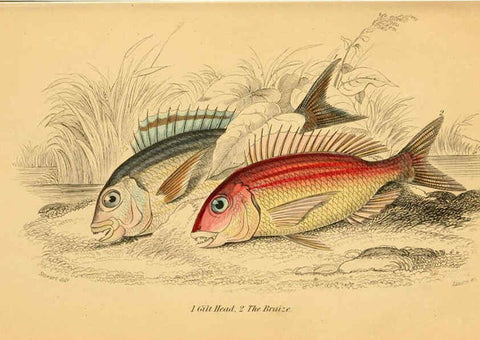 Reproducción/Reproduction 6073107210: The natural history of British fishes. v.1. Edinburgh,W. H. Lizars; [etc.]1843
