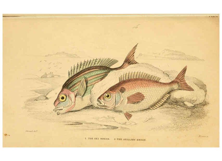 Reproducción/Reproduction 6072565875: The natural history of British fishes. v.1. Edinburgh,W. H. Lizars; [etc.]1843