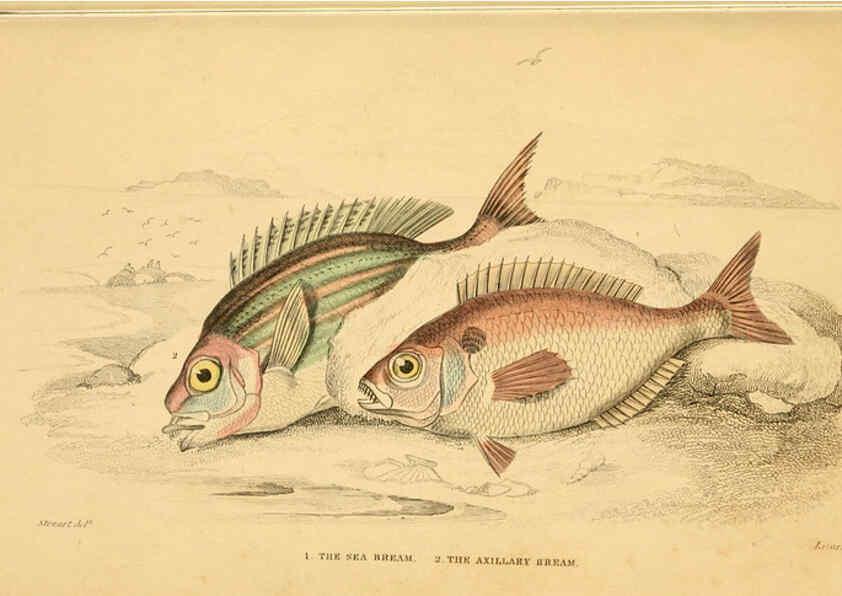 Reproducción/Reproduction 6072565875: The natural history of British fishes. v.1. Edinburgh,W. H. Lizars; [etc.]1843