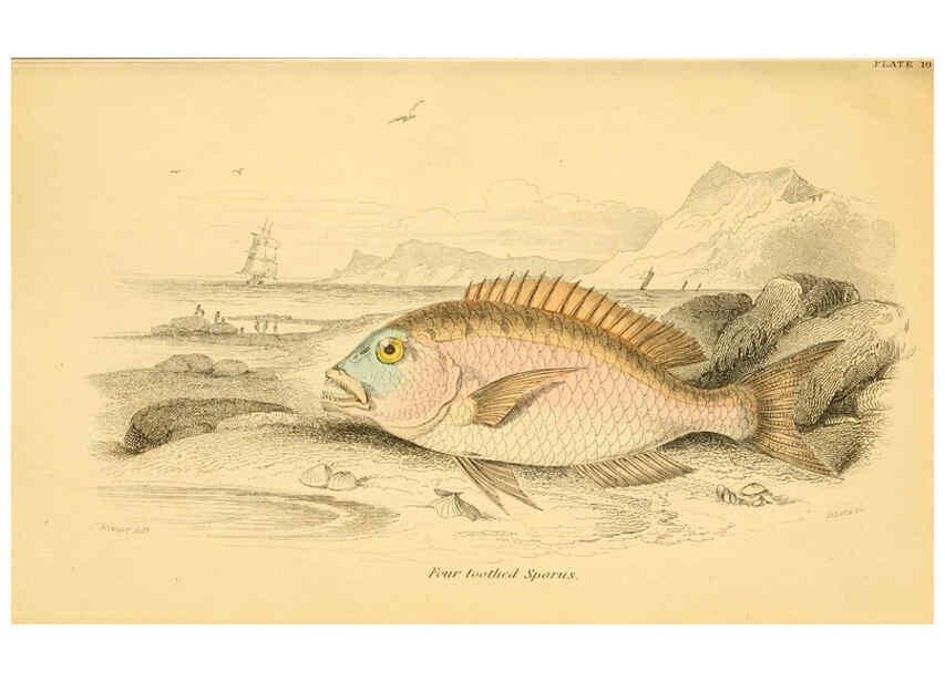 Reproducción/Reproduction 6073107776: The natural history of British fishes. v.1. Edinburgh,W. H. Lizars; [etc.]1843