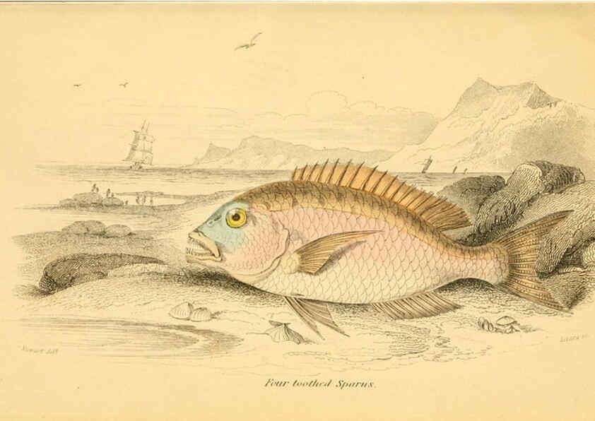 Reproducción/Reproduction 6073107776: The natural history of British fishes. v.1. Edinburgh,W. H. Lizars; [etc.]1843