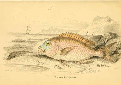 Reproducción/Reproduction 6073107776: The natural history of British fishes. v.1. Edinburgh,W. H. Lizars; [etc.]1843