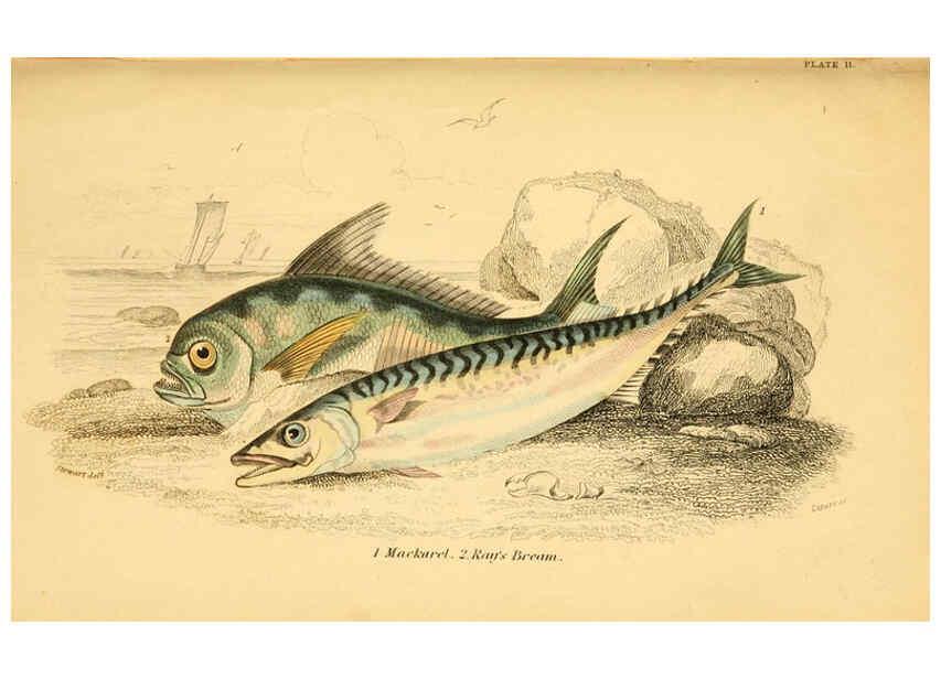 Reproducción/Reproduction 6072566305: The natural history of British fishes. v.1. Edinburgh,W. H. Lizars; [etc.]1843