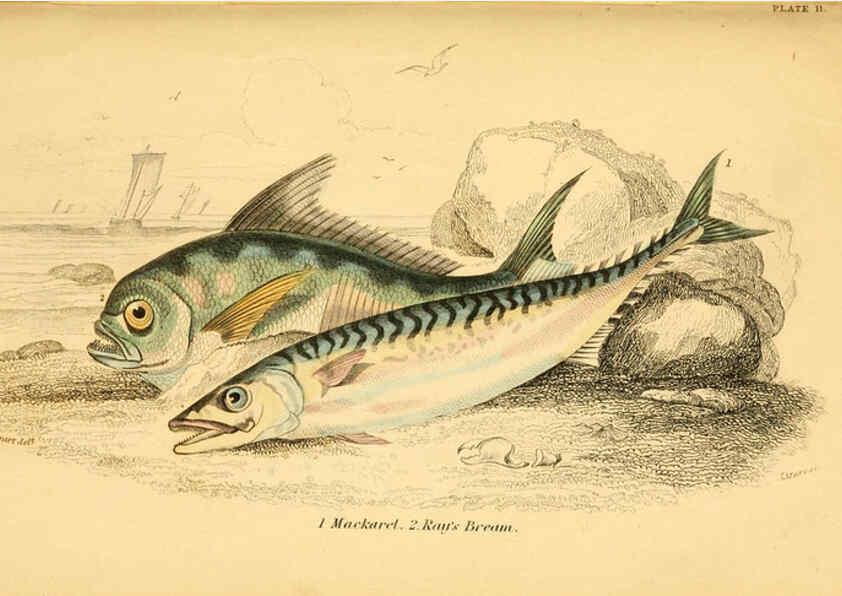 Reproducción/Reproduction 6072566305: The natural history of British fishes. v.1. Edinburgh,W. H. Lizars; [etc.]1843