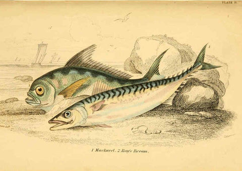 Reproducción/Reproduction 6072566305: The natural history of British fishes. v.1. Edinburgh,W. H. Lizars; [etc.]1843