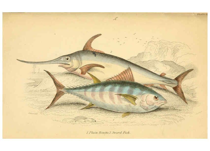 Reproducción/Reproduction 6072566465: The natural history of British fishes. v.1. Edinburgh,W. H. Lizars; [etc.]1843