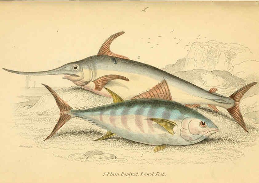 Reproducción/Reproduction 6072566465: The natural history of British fishes. v.1. Edinburgh,W. H. Lizars; [etc.]1843