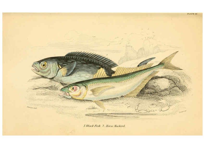 Reproducción/Reproduction 6073108330: The natural history of British fishes. v.1. Edinburgh,W. H. Lizars; [etc.]1843