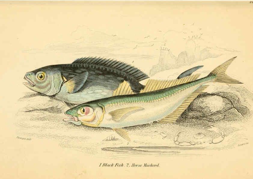 Reproducción/Reproduction 6073108330: The natural history of British fishes. v.1. Edinburgh,W. H. Lizars; [etc.]1843