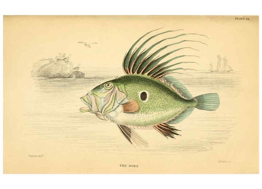 Reproducción/Reproduction 6072566881: The natural history of British fishes. v.1. Edinburgh,W. H. Lizars; [etc.]1843