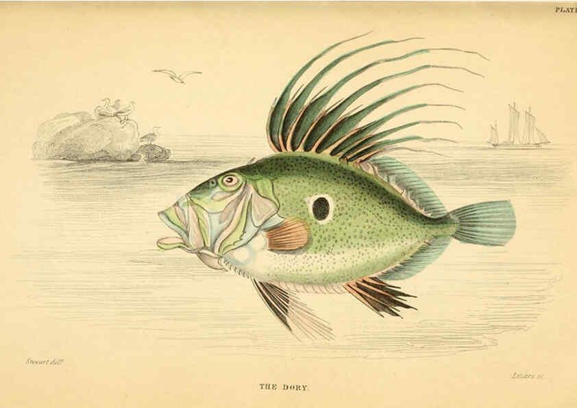 Reproducción/Reproduction 6072566881: The natural history of British fishes. v.1. Edinburgh,W. H. Lizars; [etc.]1843