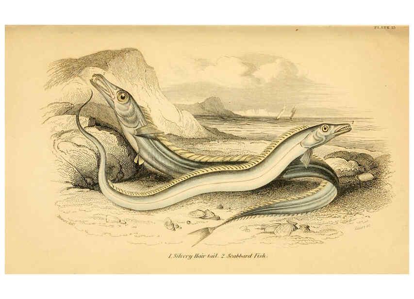 Reproducción/Reproduction 6073108776: The natural history of British fishes. v.1. Edinburgh,W. H. Lizars; [etc.]1843