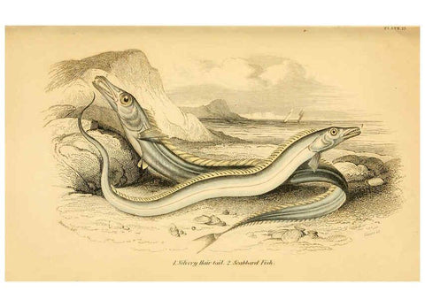 Reproducción/Reproduction 6073108776: The natural history of British fishes. v.1. Edinburgh,W. H. Lizars; [etc.]1843