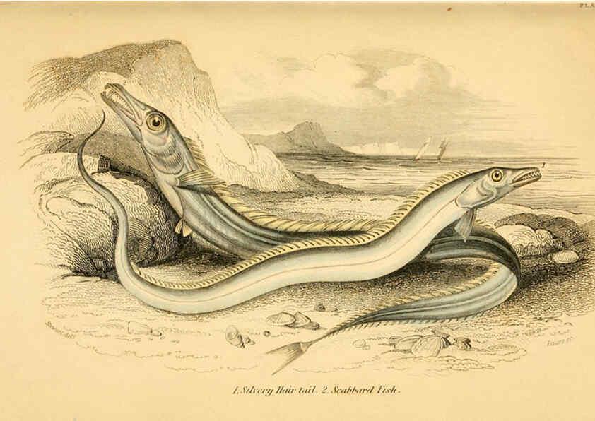 Reproducción/Reproduction 6073108776: The natural history of British fishes. v.1. Edinburgh,W. H. Lizars; [etc.]1843