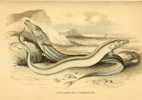 Reproducción/Reproduction 6073108776: The natural history of British fishes. v.1. Edinburgh,W. H. Lizars; [etc.]1843