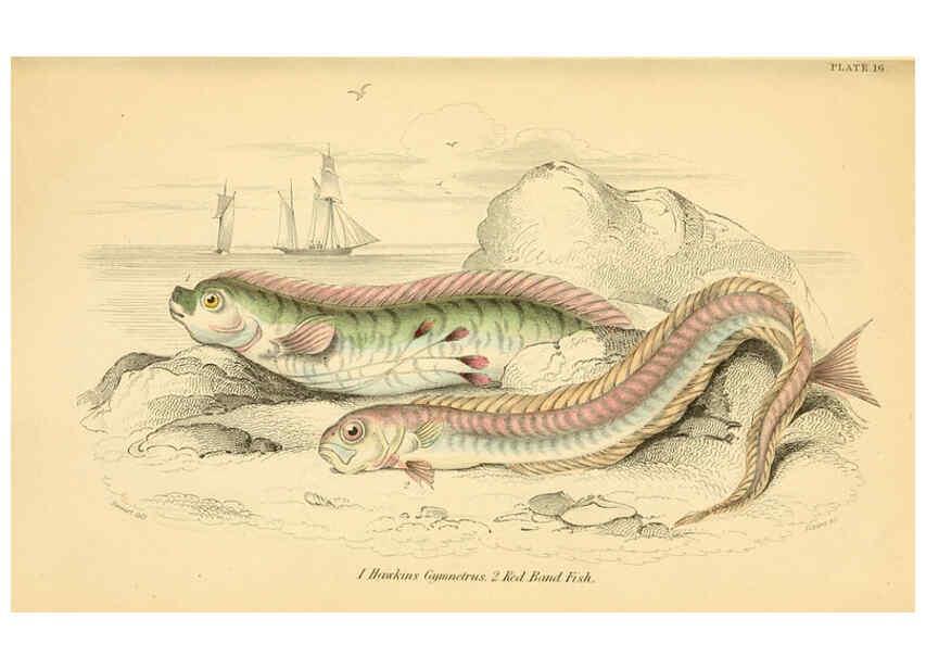 Reproducción/Reproduction 6072567491: The natural history of British fishes. v.1. Edinburgh,W. H. Lizars; [etc.]1843