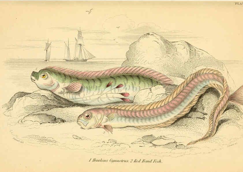 Reproducción/Reproduction 6072567491: The natural history of British fishes. v.1. Edinburgh,W. H. Lizars; [etc.]1843
