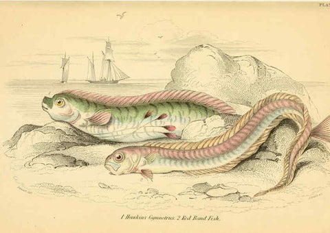 Reproducción/Reproduction 6072567491: The natural history of British fishes. v.1. Edinburgh,W. H. Lizars; [etc.]1843