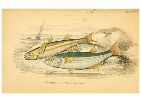 Reproducción/Reproduction 6072567671: The natural history of British fishes. v.1. Edinburgh,W. H. Lizars; [etc.]1843