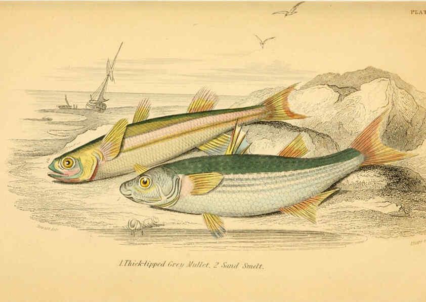 Reproducción/Reproduction 6072567671: The natural history of British fishes. v.1. Edinburgh,W. H. Lizars; [etc.]1843