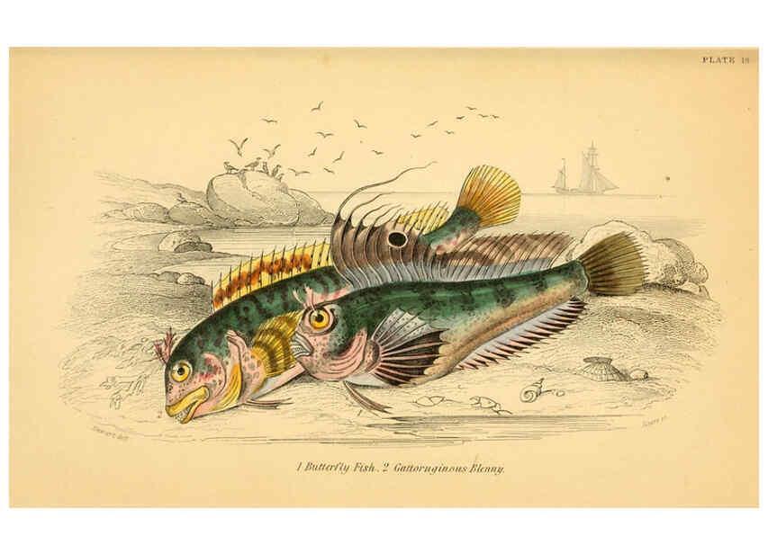 Reproducción/Reproduction 6072567853: The natural history of British fishes. v.1. Edinburgh,W. H. Lizars; [etc.]1843