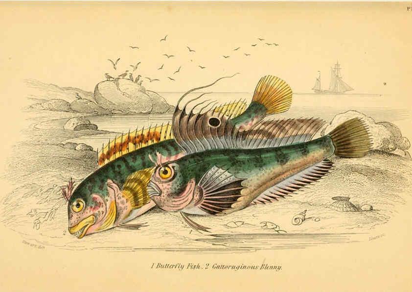 Reproducción/Reproduction 6072567853: The natural history of British fishes. v.1. Edinburgh,W. H. Lizars; [etc.]1843