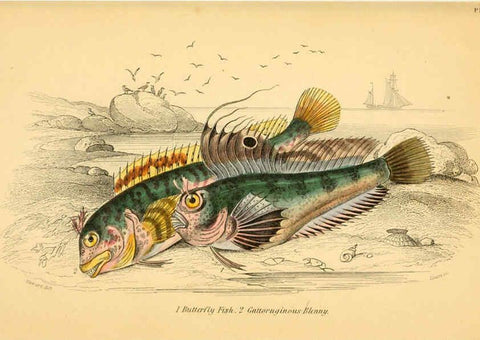 Reproducción/Reproduction 6072567853: The natural history of British fishes. v.1. Edinburgh,W. H. Lizars; [etc.]1843