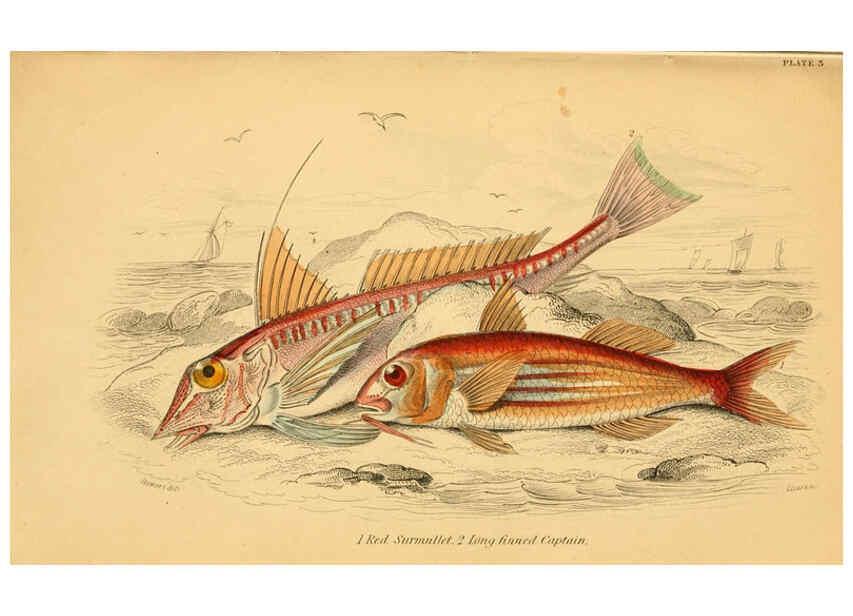 Reproducción/Reproduction 6072564413: The natural history of British fishes. v.1. Edinburgh,W. H. Lizars; [etc.]1843